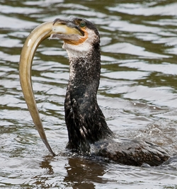 kormoran3